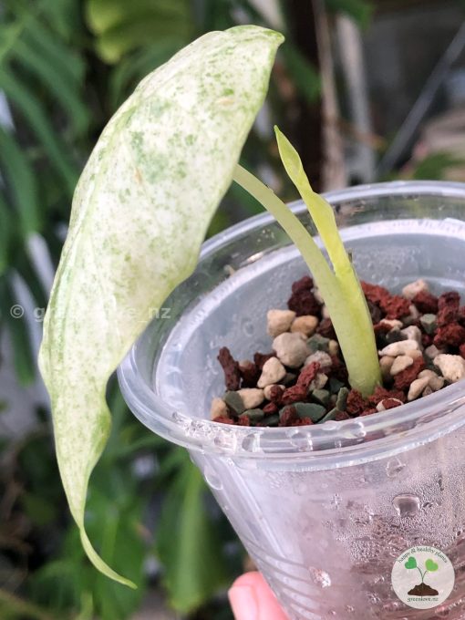 Alocasia Macrorrhiza mint splash
