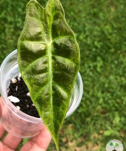 Alocasia Sanderiana Aurea plant grown from corm showing variegated leaves
