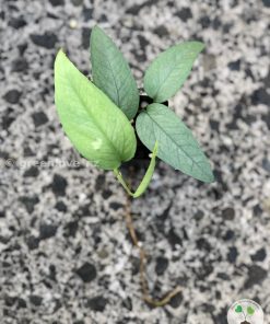 Epipremnum Cebu Blue