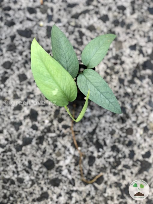 Epipremnum Cebu Blue