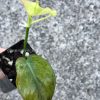 Rare Variegated Mint Micans