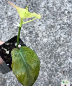 Rare Variegated Mint Micans
