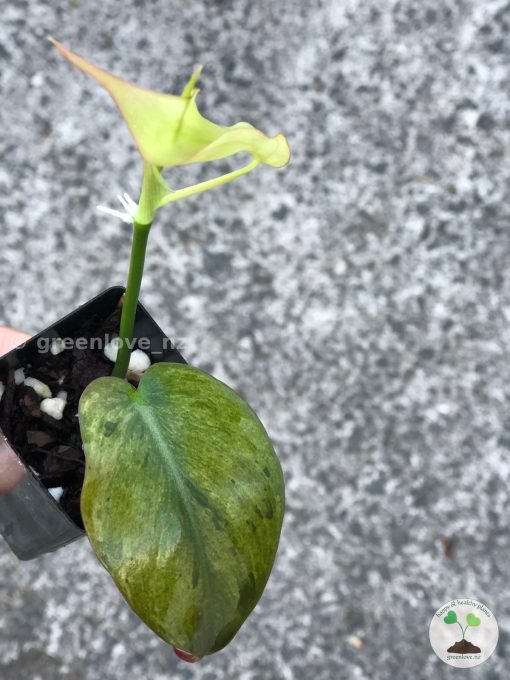 Rare Variegated Mint Micans