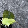 Rare Variegated Mint Micans