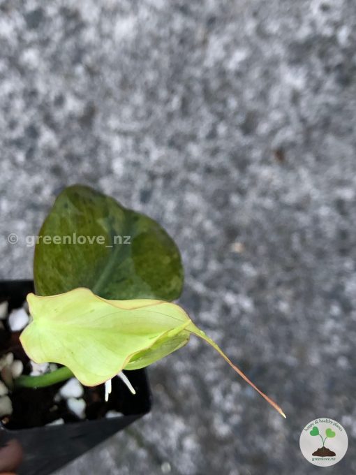Rare Variegated Mint Micans