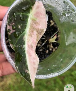 Alocasia Black Velvet Pink Variegated
