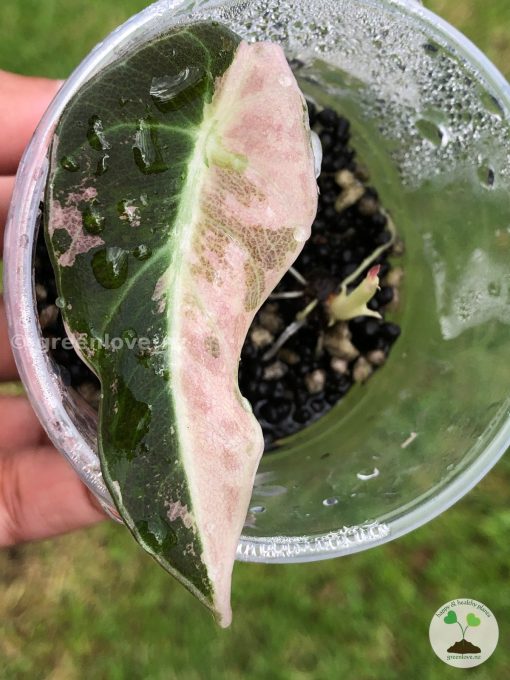 Alocasia Black Velvet Pink Variegated