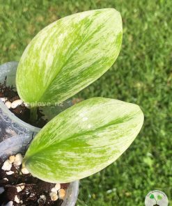 Scindapsus Treubii "superstar"