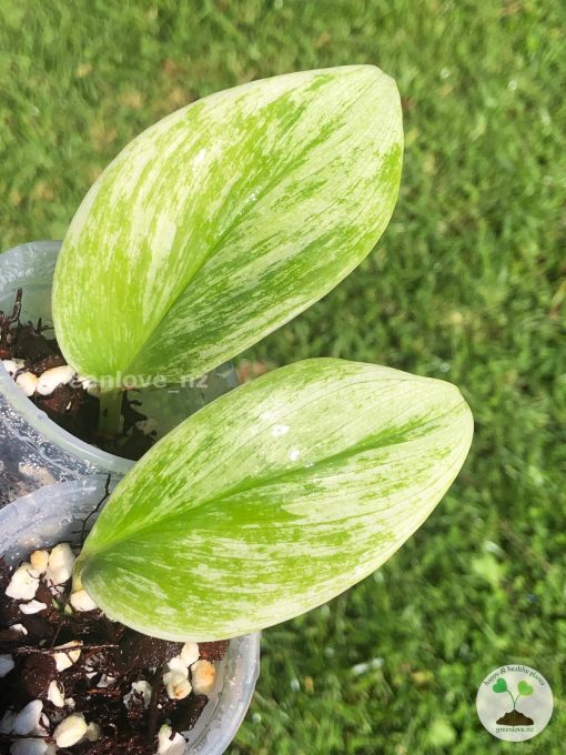 Scindapsus Treubii "superstar"