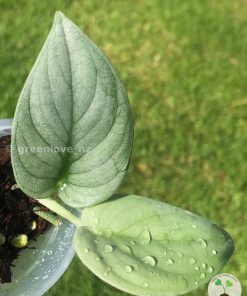 Rare Scindapsus Green Vein