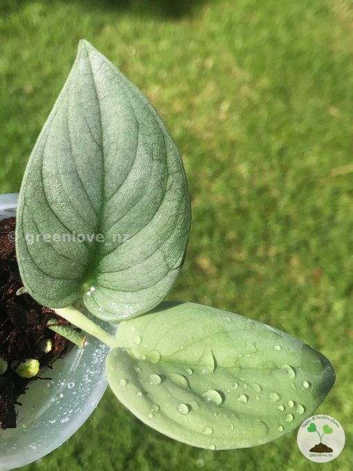 Rare Scindapsus Green Vein