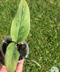 Rare Scindapsus moonlight mint variegata