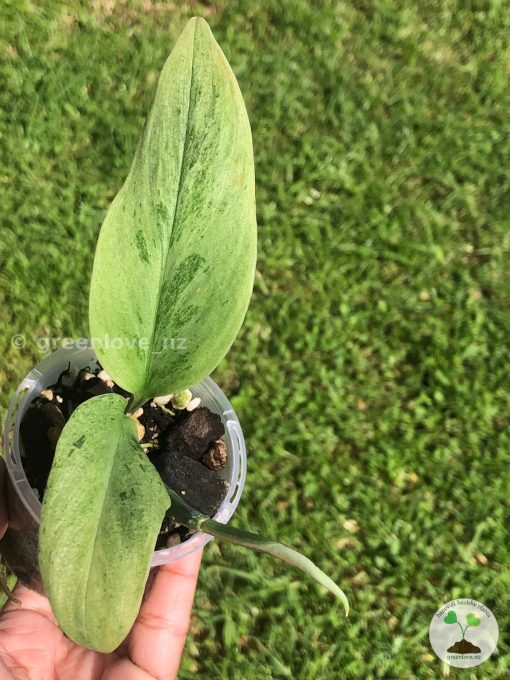 Rare Scindapsus moonlight mint variegata