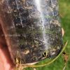 Rare Scindapsus moonlight mint variegata
