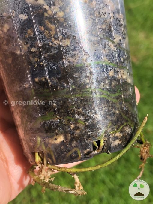 Rare Scindapsus moonlight mint variegata