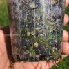 Rare Scindapsus moonlight mint variegata