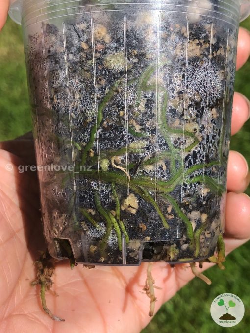 Rare Scindapsus moonlight mint variegata