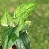 Rare Scindapsus moonlight mint variegata