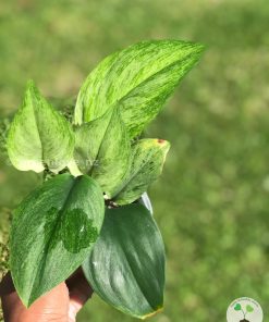 Rare Scindapsus moonlight mint variegata