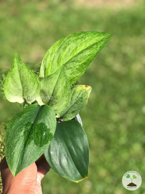 Rare Scindapsus moonlight mint variegata