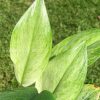 Rare Scindapsus moonlight mint variegata