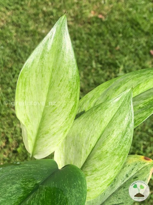 Rare Scindapsus moonlight mint variegata