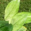 Rare Scindapsus moonlight mint variegata