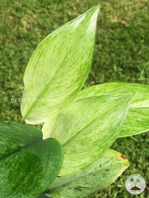 Rare Scindapsus moonlight mint variegata