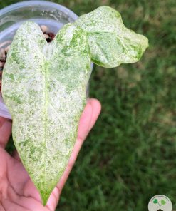 Alocasia Macrorrhiza mint splash