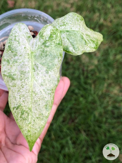 Alocasia Macrorrhiza mint splash