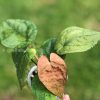 Anthurium RVDP Mint