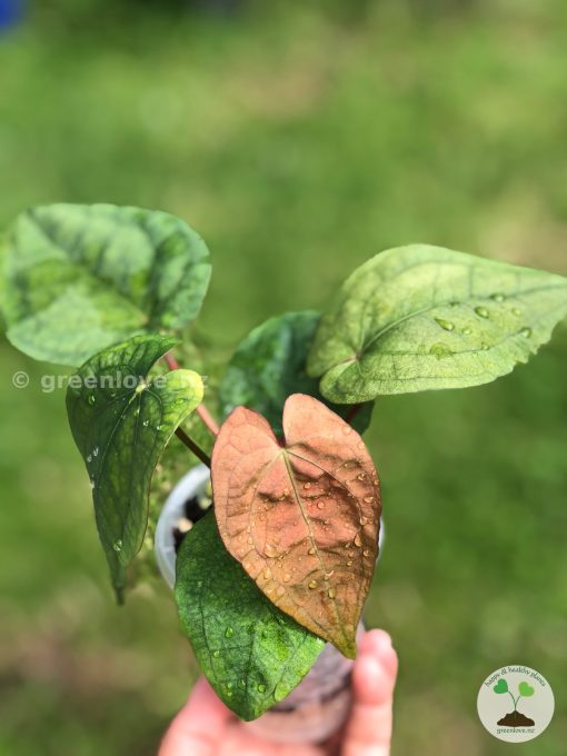 Anthurium RVDP Mint