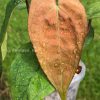 Anthurium RVDP Mint from @greenlove_nz