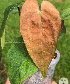 Anthurium RVDP Mint from @greenlove_nz