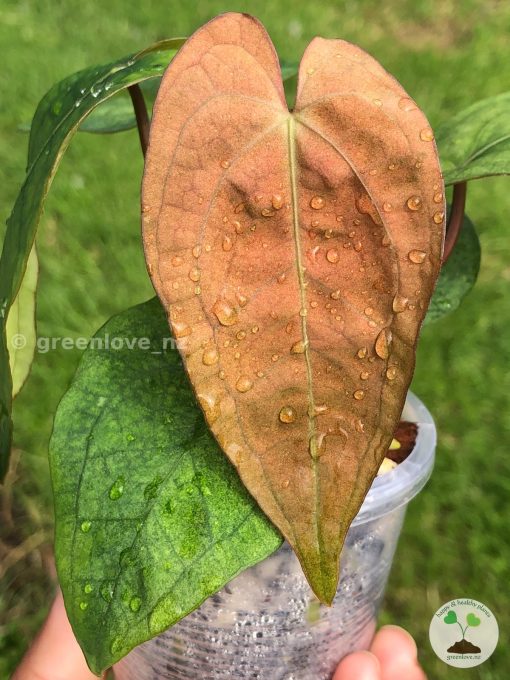 Anthurium RVDP Mint from @greenlove_nz
