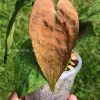 Anthurium RVDP Mint