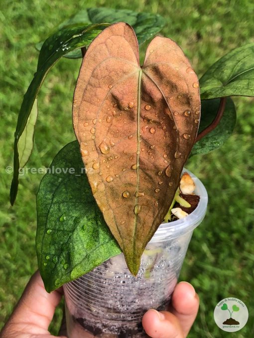 Anthurium RVDP Mint