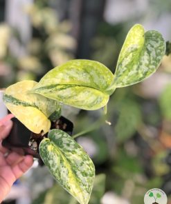 Scindapsus Exotica Aurea - B