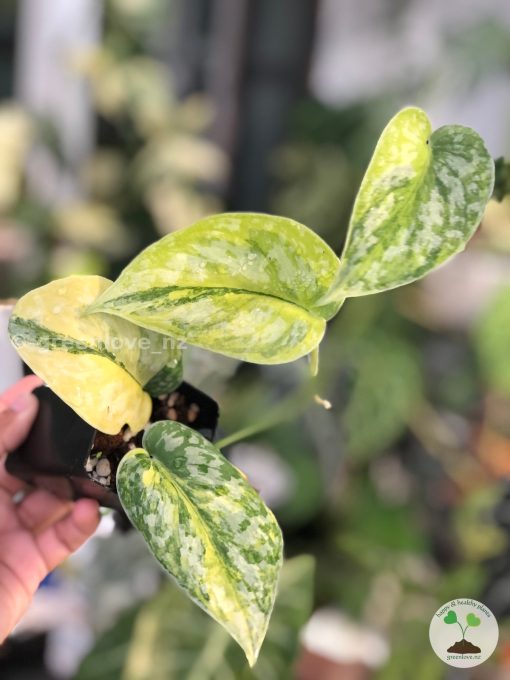 Scindapsus Exotica Aurea - B
