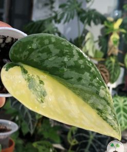 Scindapsus Exotica Aurea - C