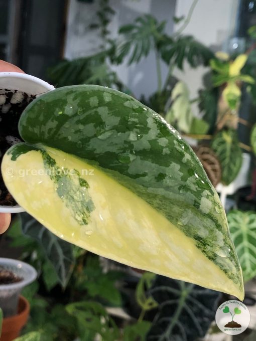 Scindapsus Exotica Aurea - C