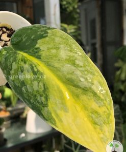 Scindapsus Exotica Aurea - A