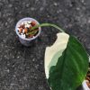 Variegated Chiapense
