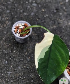 Variegated Chiapense