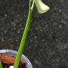 Variegated Chiapense