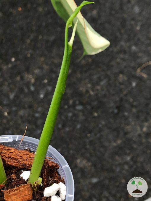 Variegated Chiapense