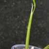 Variegated Chiapense