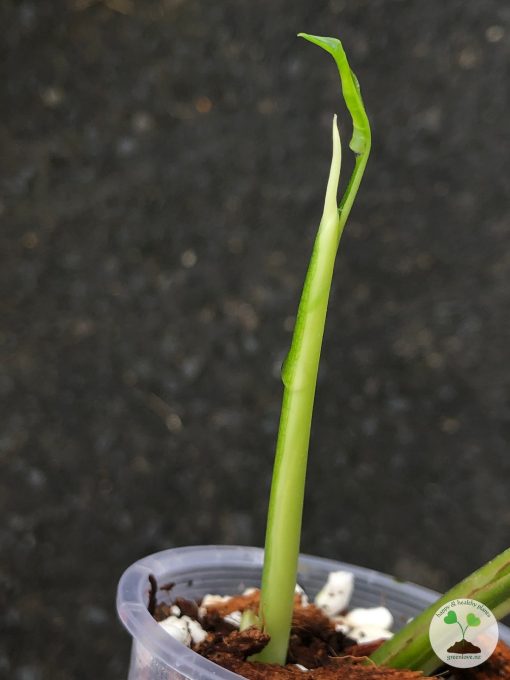 Variegated Chiapense