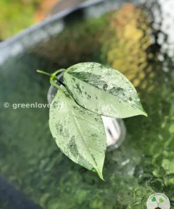Rare Hoya Coriacea Silver
