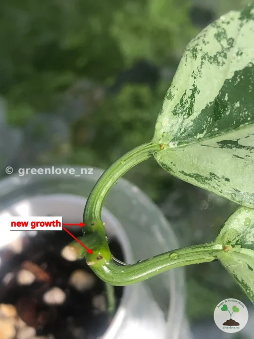 Hoya Coriacea 'Silver'